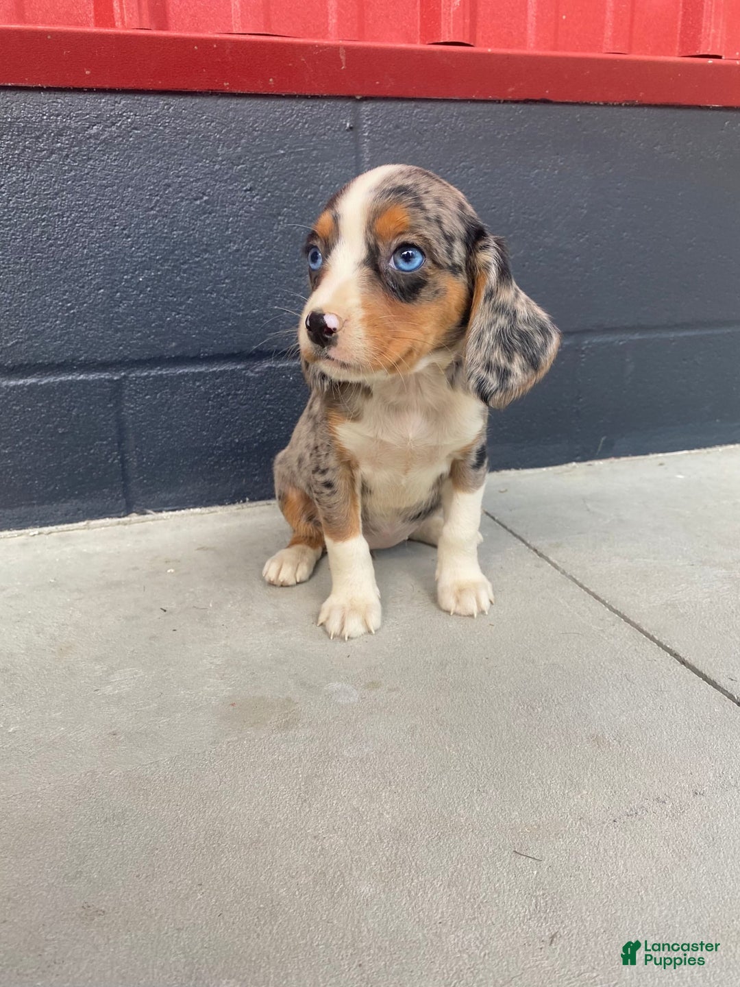 Beaglier dogs for sale: Annie - Image 4