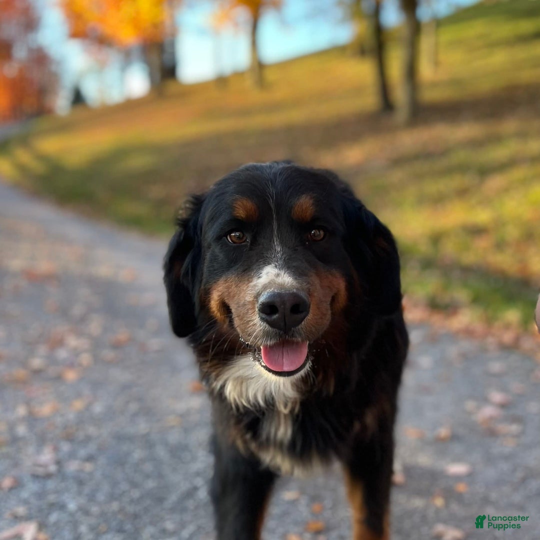 Bernese Mountain Dog dogs for sale: Stella - Image 5