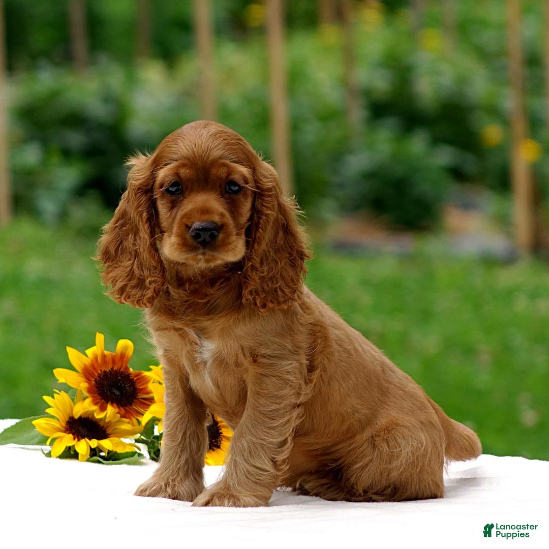 Cocker Spaniel dogs for sale: Turner - Image 2