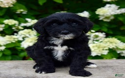 Portuguese Water Dog dogs for sale: Millie - Image 1