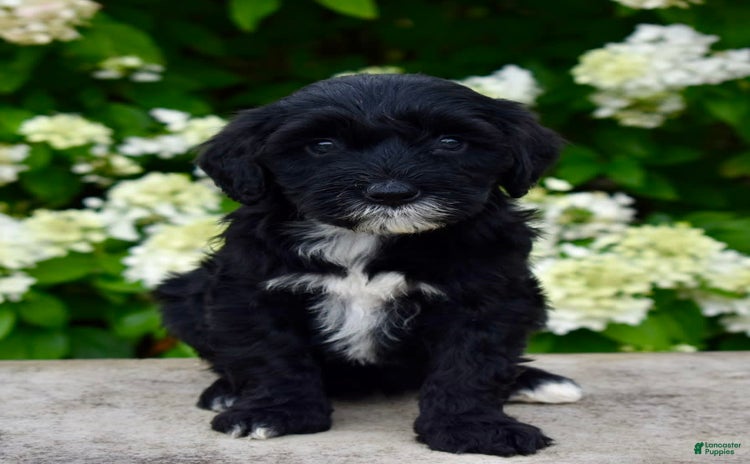 Portuguese Water Dog dogs for sale - Ad 3