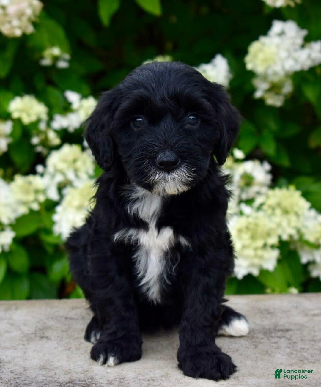 Portuguese Water Dog dogs for sale: Millie - Image 1