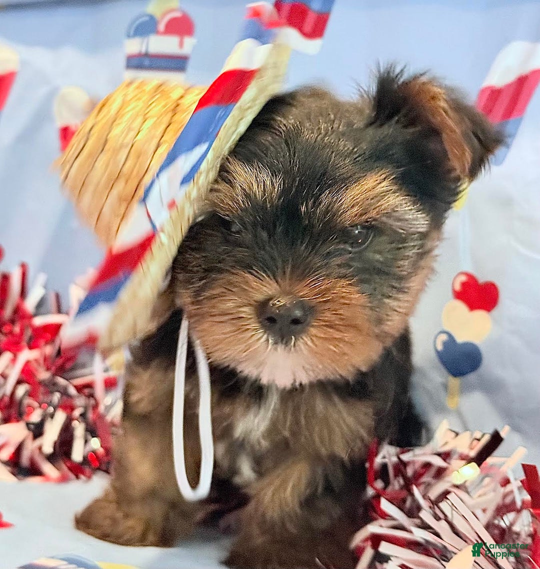 Yorkshire Terrier dogs for sale: Grumpy - Image 1