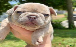 French Bulldog dogs for sale: Morrigan - Image 3