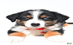 Australian Shepherd dogs for sale: Kylo - Image 4