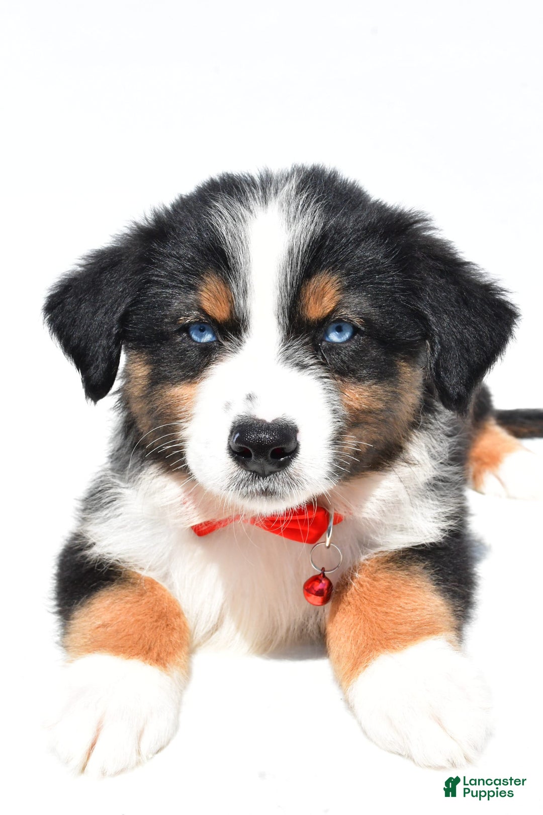 Australian Shepherd dogs for sale: Kylo - Image 4