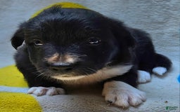 Border Collie dogs for sale: Francis - Image 10