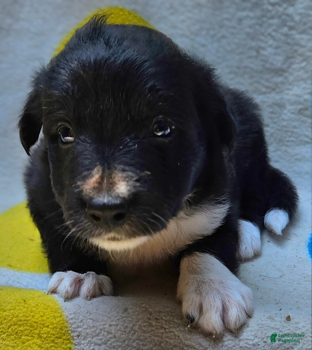 Border Collie dogs for sale: Francis - Image 10