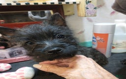 Cairn Terrier dogs for sale: Jet-akc - Image 2