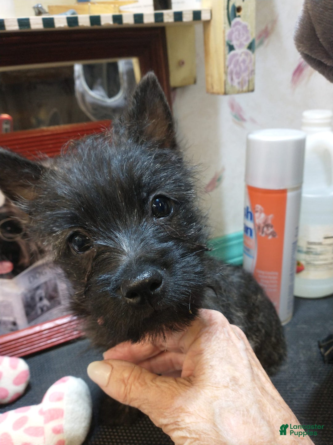 Cairn Terrier dogs for sale: Jet-akc - Image 2