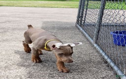 Doberman Pinscher dogs for sale: Smurf - Image 7