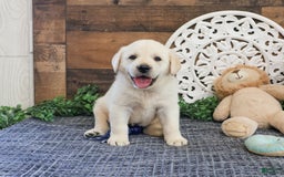 Labrador Retriever dogs for sale: Tej - Image 3
