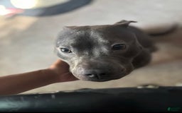 American Pit Bull Terrier dogs for sale: Diamond - Image 2