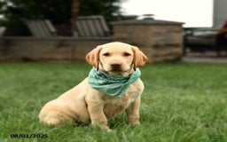Labrador Retriever dogs for sale: Willow - Image 10