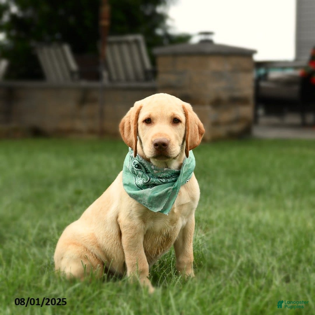 Labrador Retriever dogs for sale: Willow - Image 10