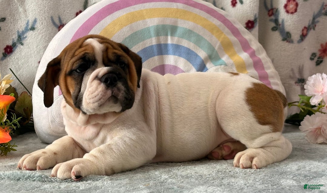 English Bulldog dogs for sale: Marshall 6597 - Image 4
