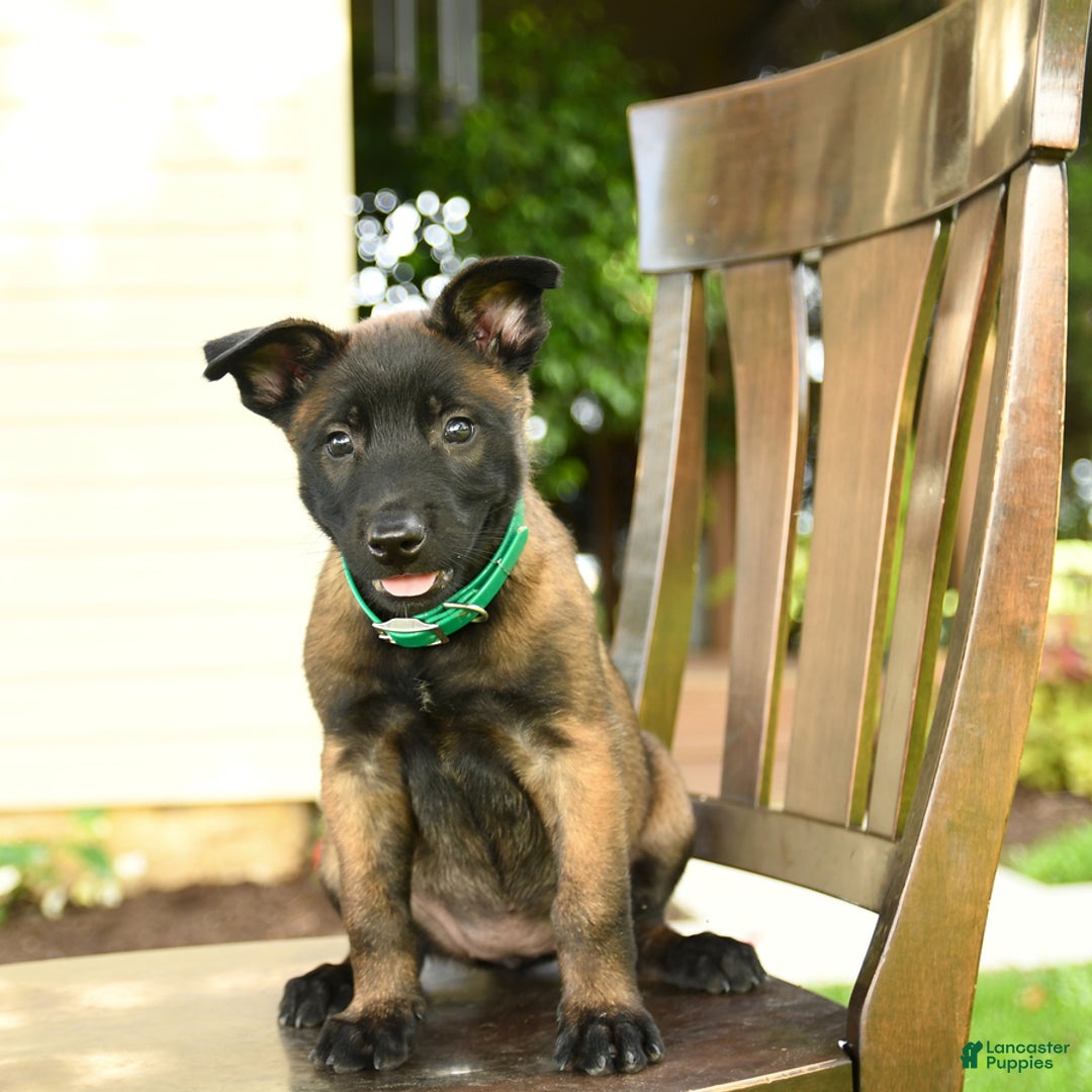 Belgian Malinois dogs for sale: Asia - Image 1