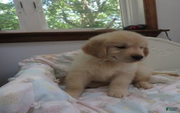 Golden Retriever dogs for sale: Erin - Image 8