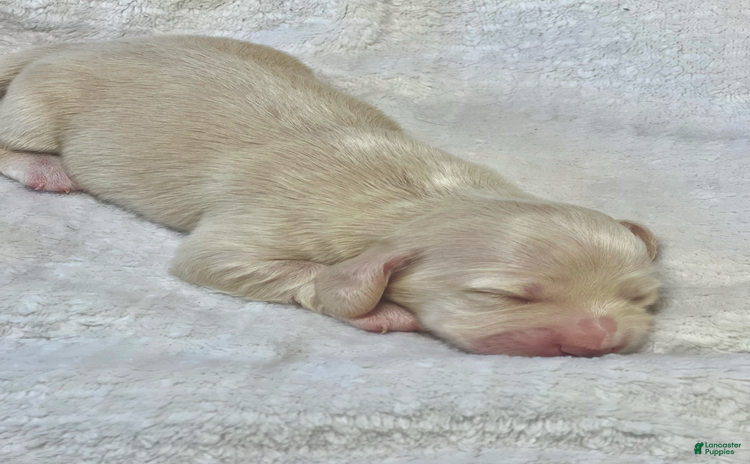 Miniature Dachshund dogs for sale - Ad 4