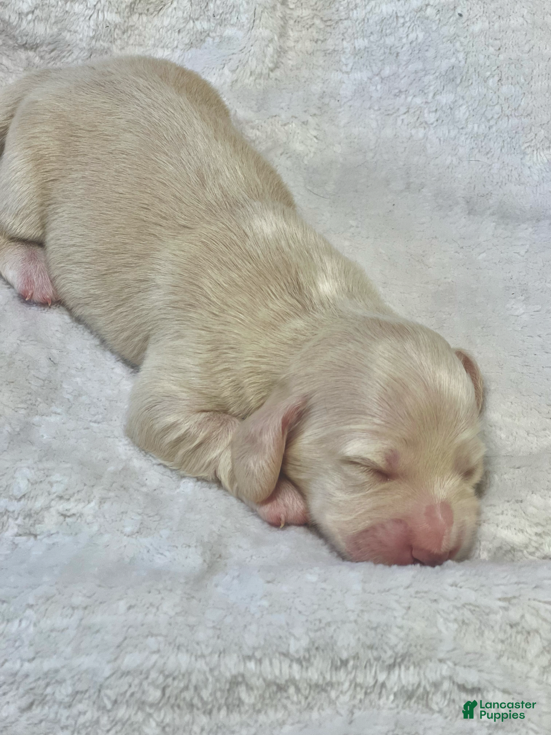 Miniature Dachshund dogs for sale: Custard - Image 1