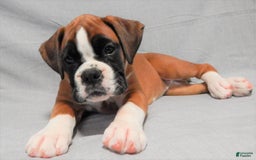 Boxer dogs for sale: Catie - Image 9