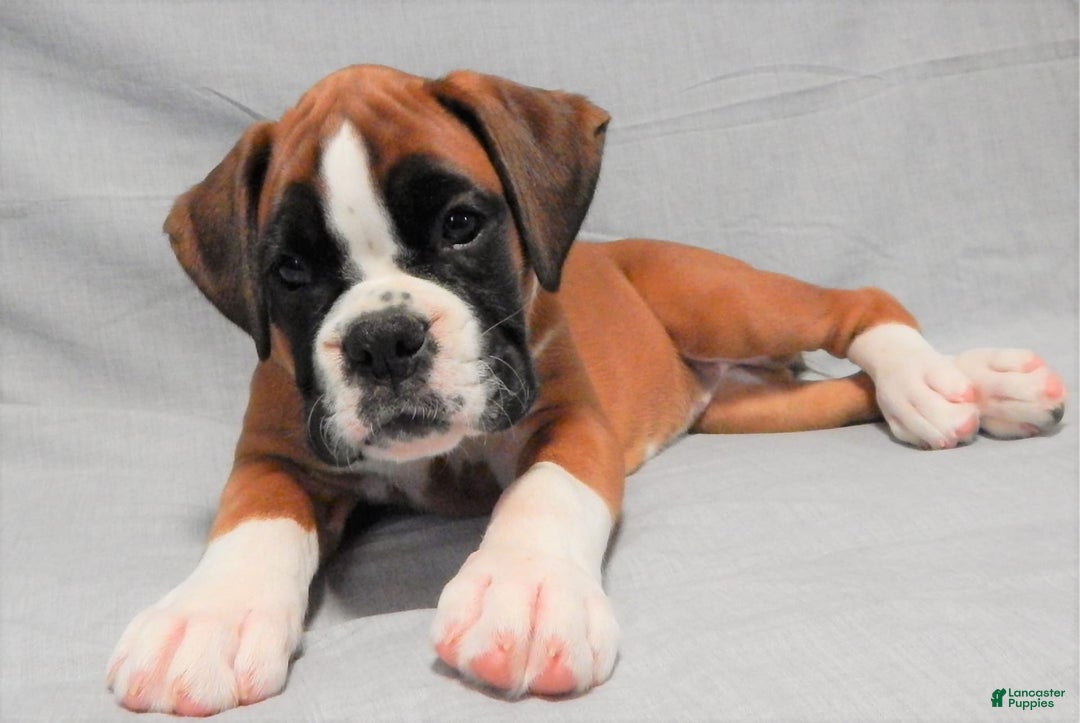 Boxer dogs for sale: Catie - Image 9
