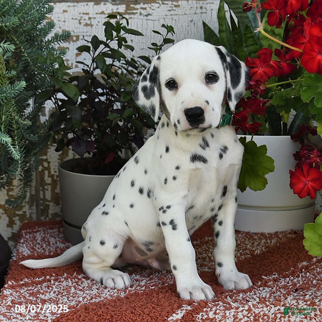 Dalmatian dogs for sale: Oscar - Image 3