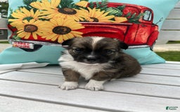 Chihuahua dogs for sale: Liam - Image 9