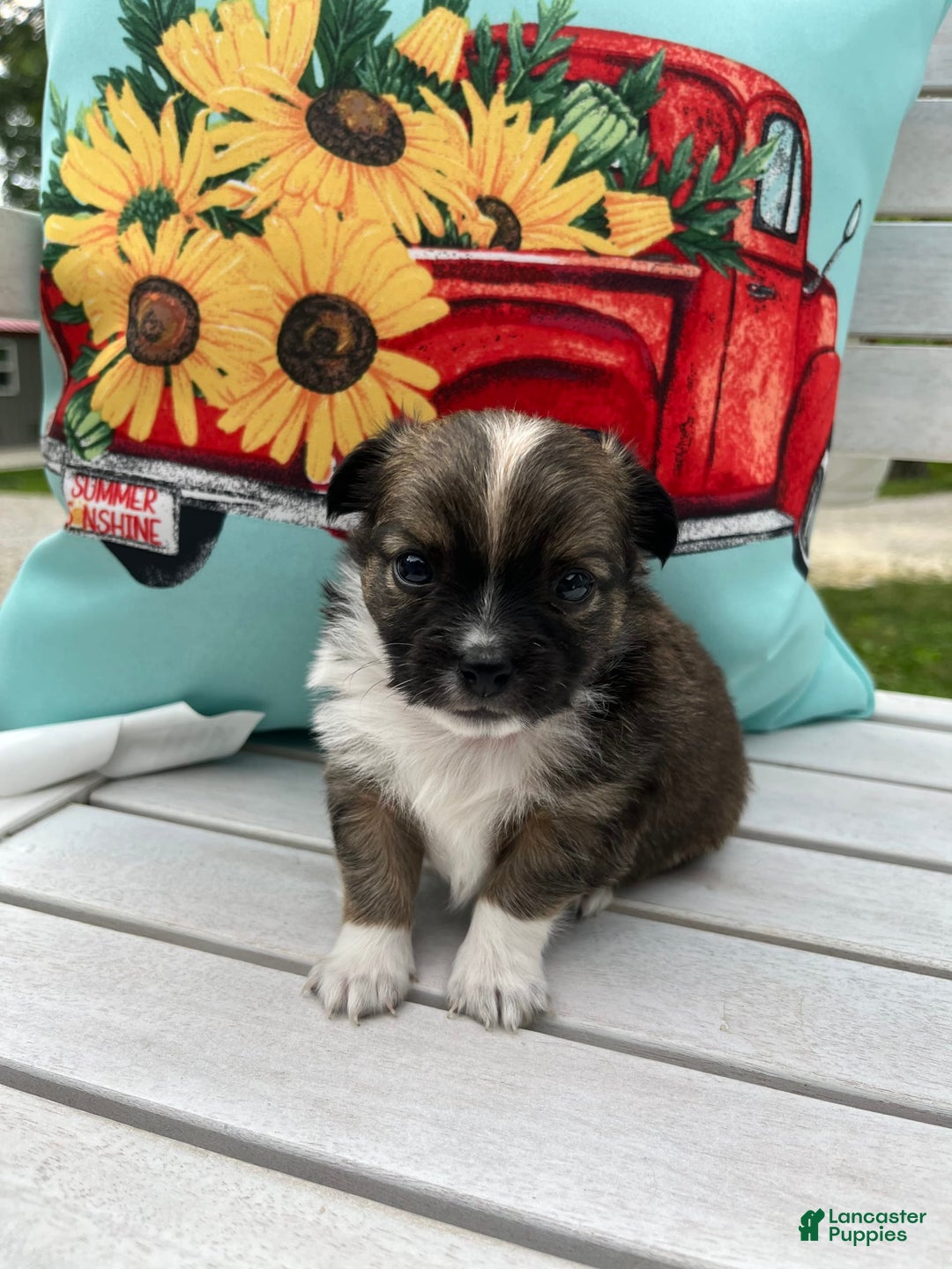 Chihuahua dogs for sale: Liam - Image 9