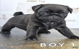 Pug dogs for sale: Boy 1 - Champion Lines! - Image 4