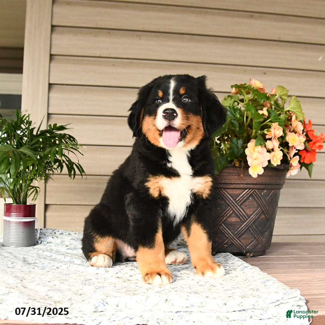 Bernese Mountain Dog dogs for sale: Bella - Image 12