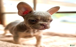 French Bulldog dogs for sale: Susu - Image 8