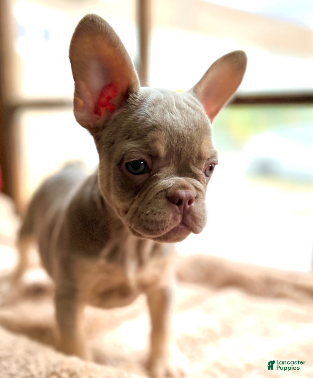 French Bulldog dogs for sale: Susu - Image 8