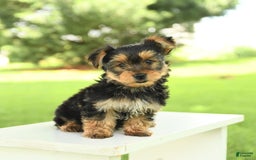 Yorkshire Terrier dogs for sale: Barkley - Image 9