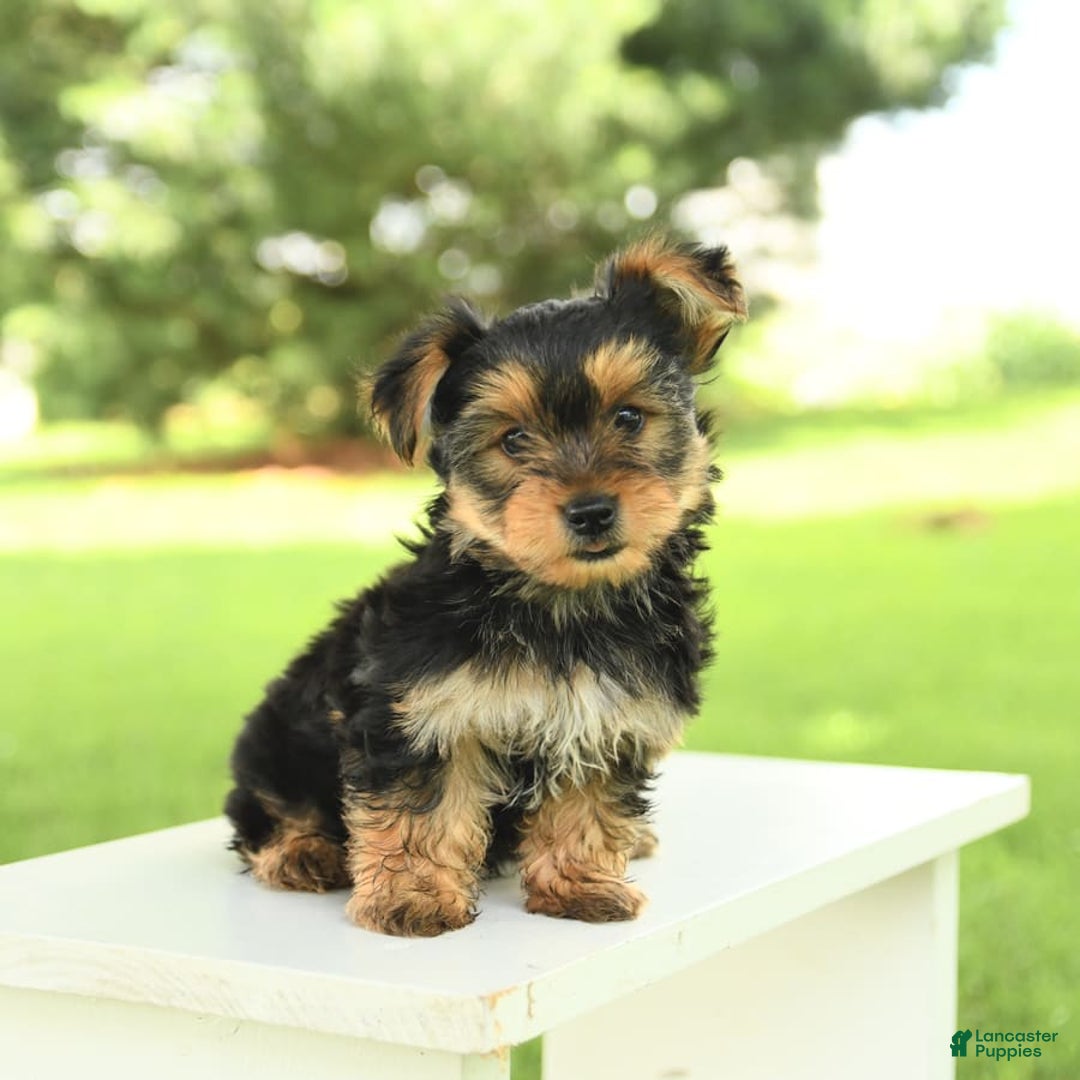 Yorkshire Terrier dogs for sale: Barkley - Image 9