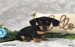 Miniature Dachshund dogs for sale: Dori - Image 5