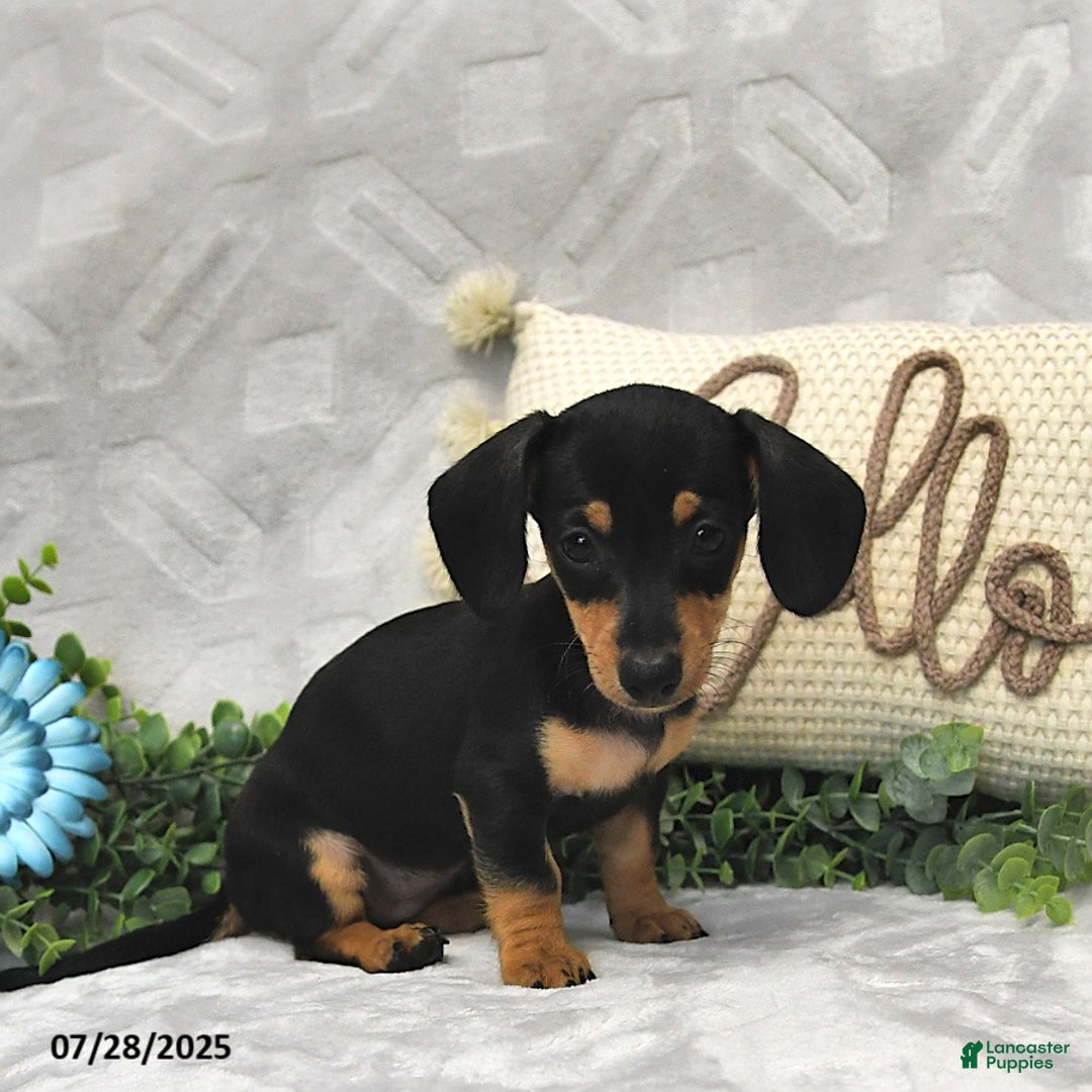 Miniature Dachshund dogs for sale: Dori - Image 5