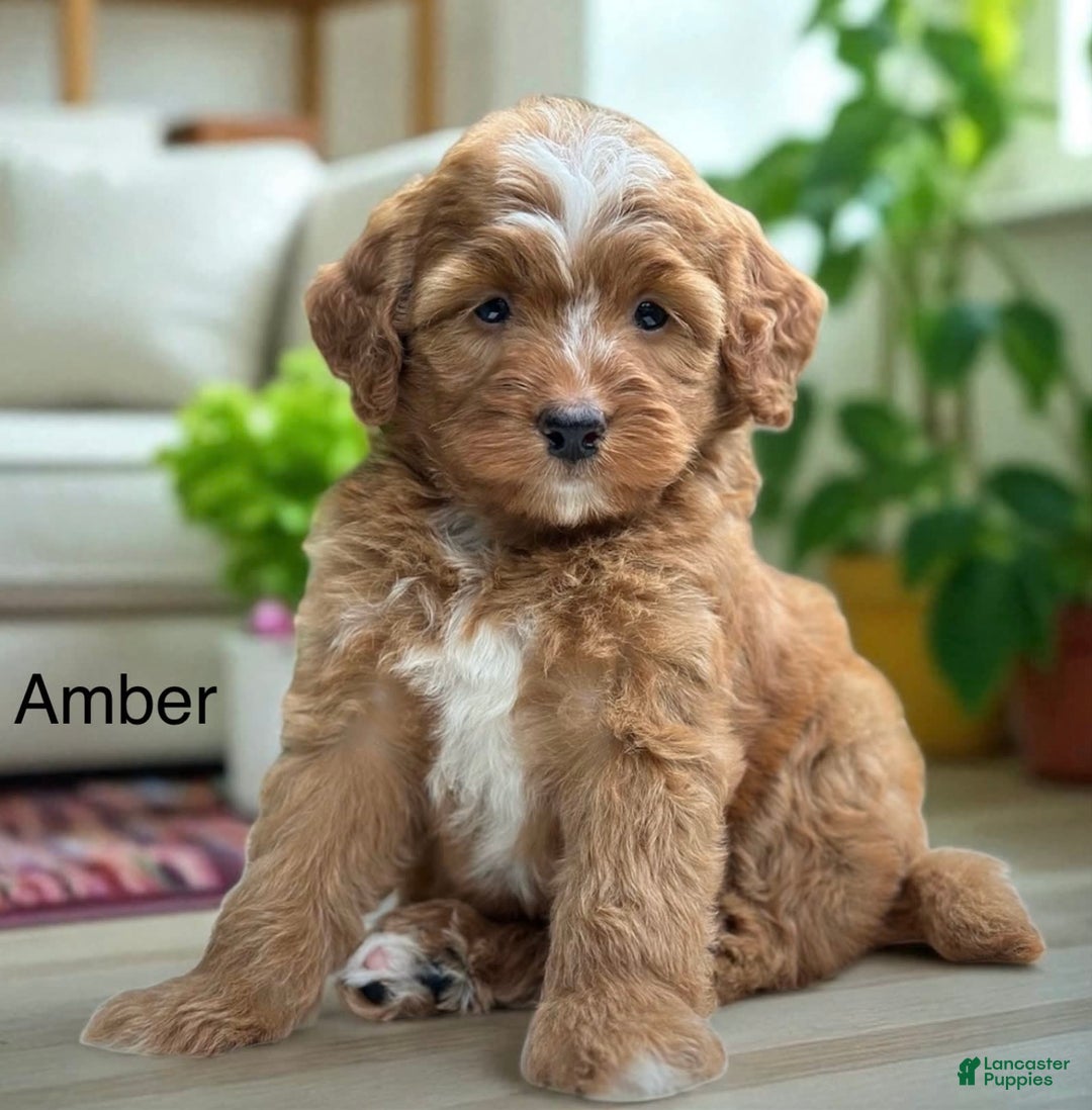 Bernedoodle dogs for sale: Amber - Image 4