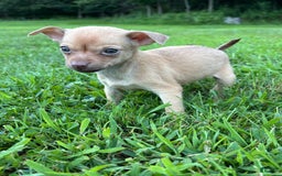 Chihuahua dogs for sale: Dora - Image 3