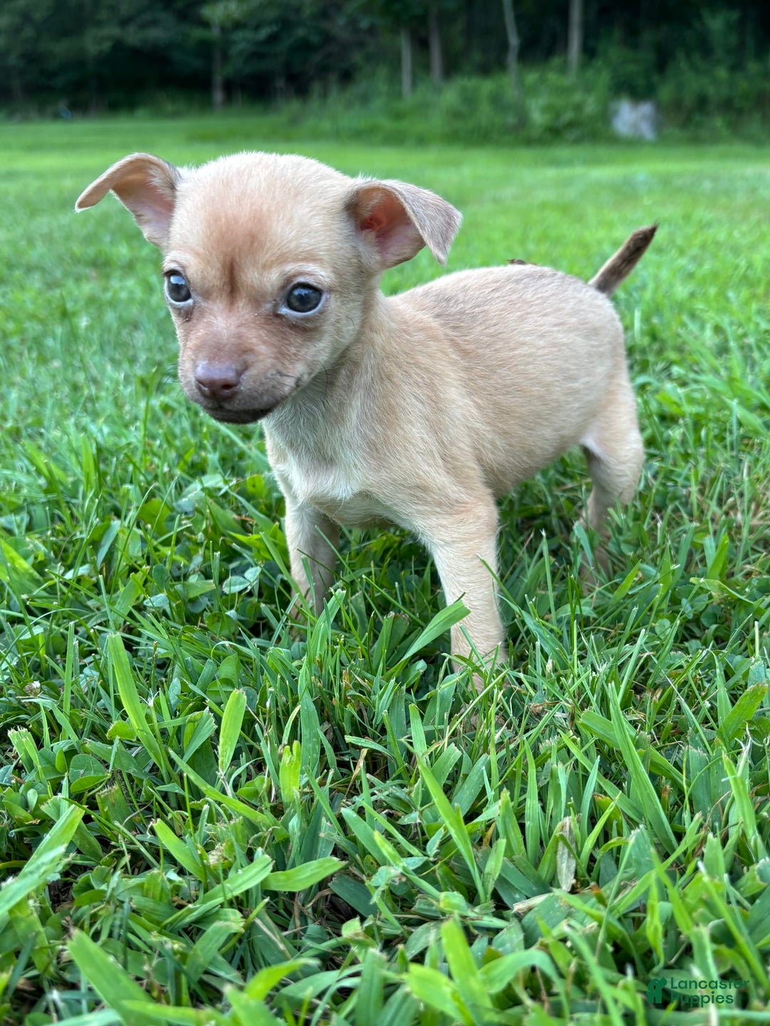 Chihuahua dogs for sale: Dora - Image 3