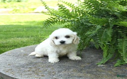 Cavachon dogs for sale: Odie - Image 5