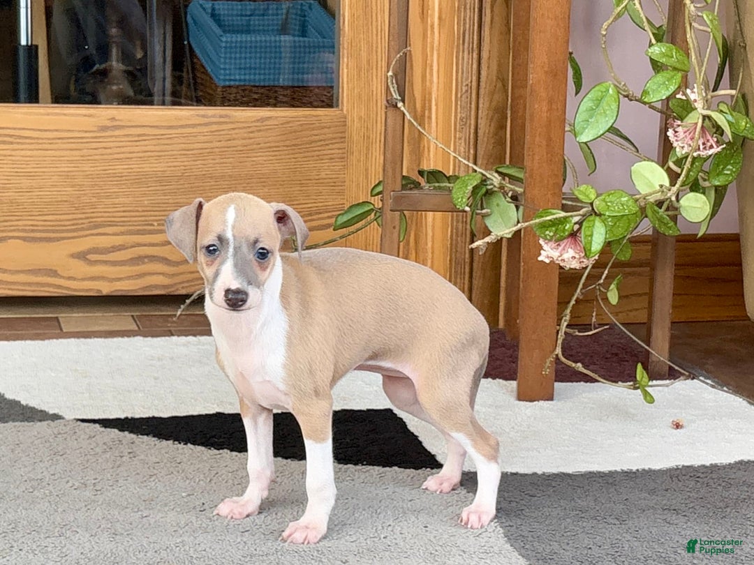 Italian Greyhound dogs for sale: Trina - Image 1