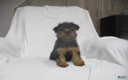 Yorkshire Terrier dogs for sale: Buddy - Image 18
