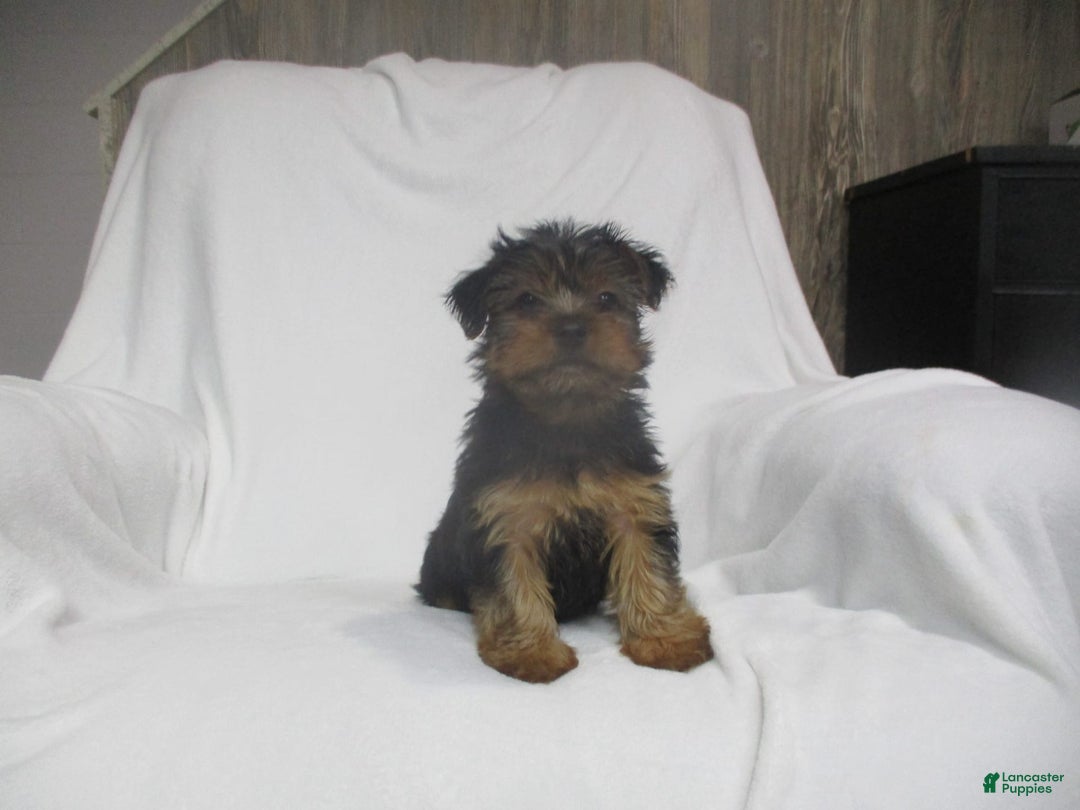 Yorkshire Terrier dogs for sale: Buddy - Image 18