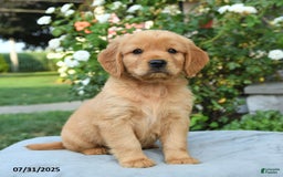 Miniature Golden Retriever dogs for sale: Sawyer - Image 2
