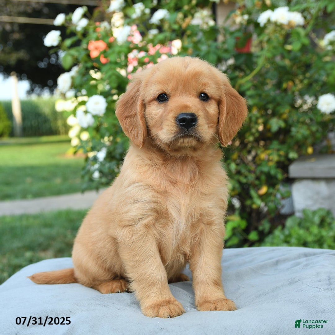 Miniature Golden Retriever dogs for sale: Sawyer - Image 2
