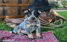 Australian Cattle Dog dogs for sale: Carrie - Image 2