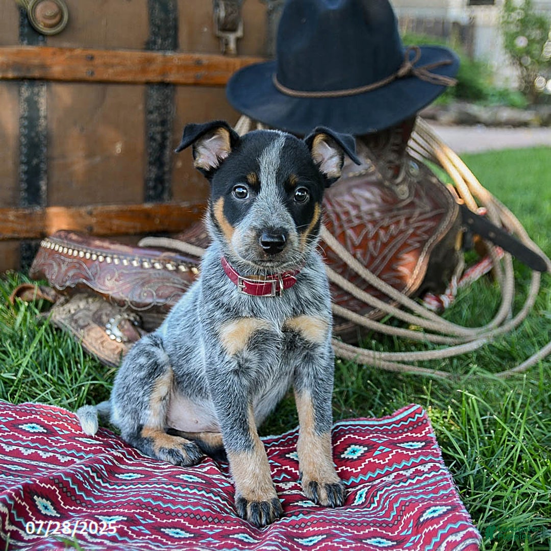 Australian Cattle Dog dogs for sale: Carrie - Image 2