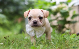 French Bulldog dogs for sale: Margo - Image 4