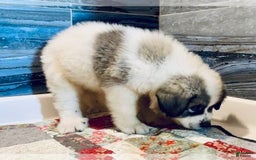 Great Pyrenees dogs for sale: Jolene - Image 2